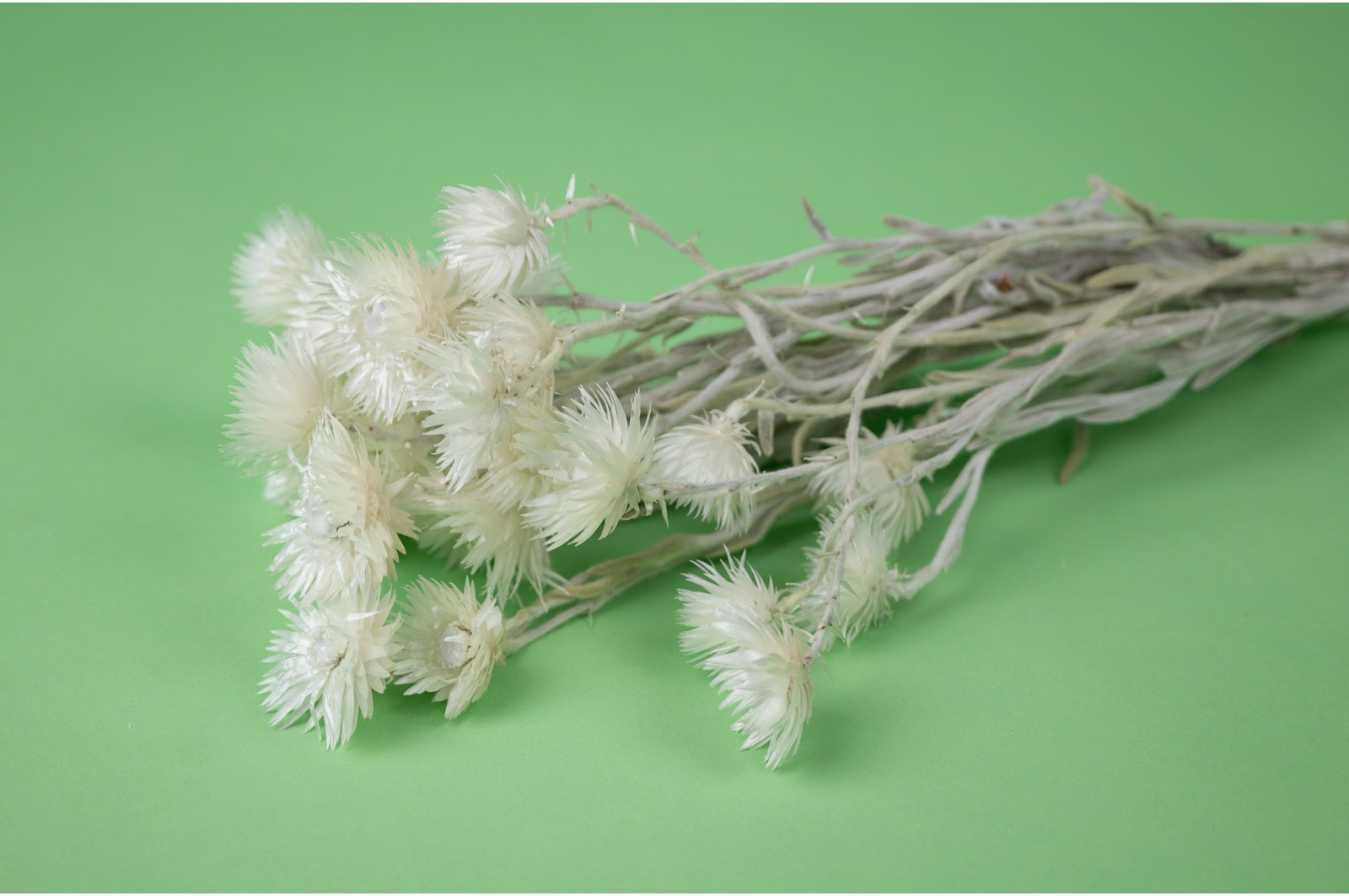 dried-helichrysum-vestitum-26