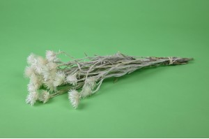 helichrysum-vestitum-seche-26.