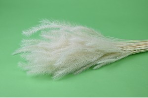 dried-tail-grass-8.