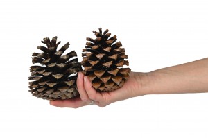 dried-pine-cones-8.