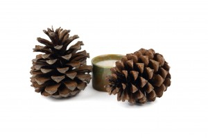 dried-pine-cones-8.