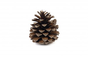 dried-pine-cones-8.