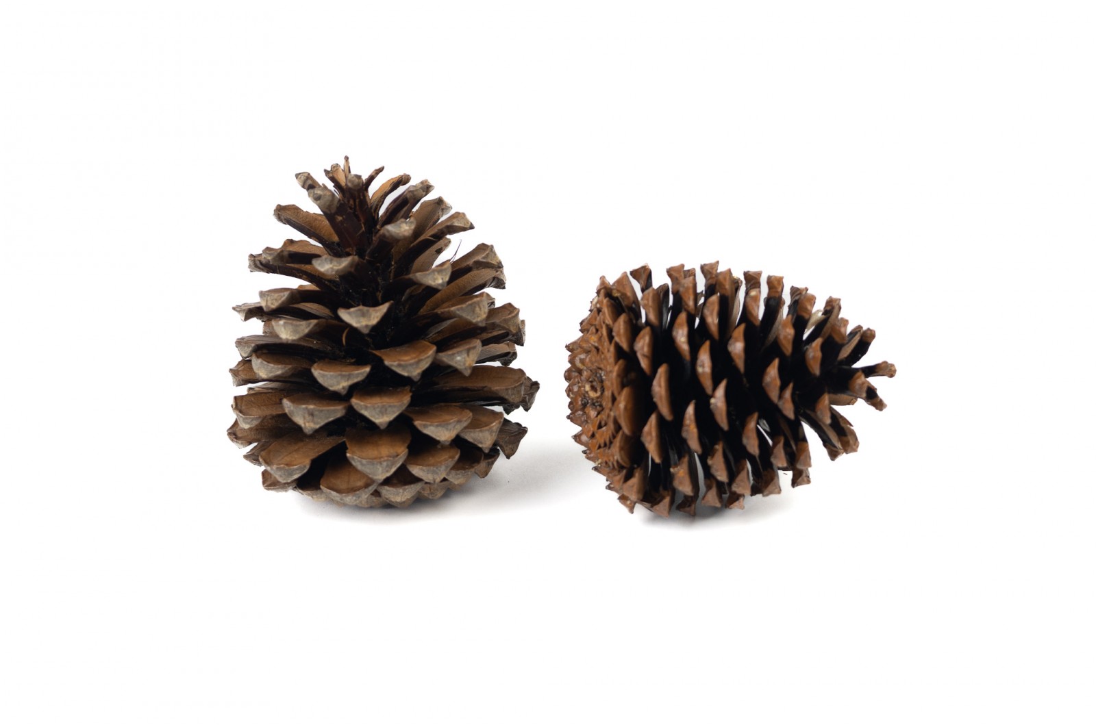 dried-pine-cones-8