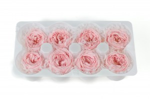 preserved-english-rose-30.