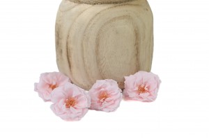 heckenrose-stabilisiert-30.
