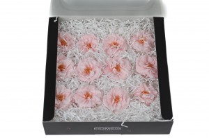 heckenrose-stabilisiert-30.