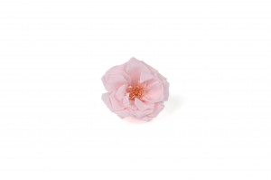 heckenrose-stabilisiert-30.