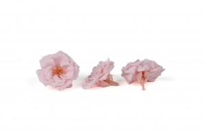 heckenrose-stabilisiert-30.