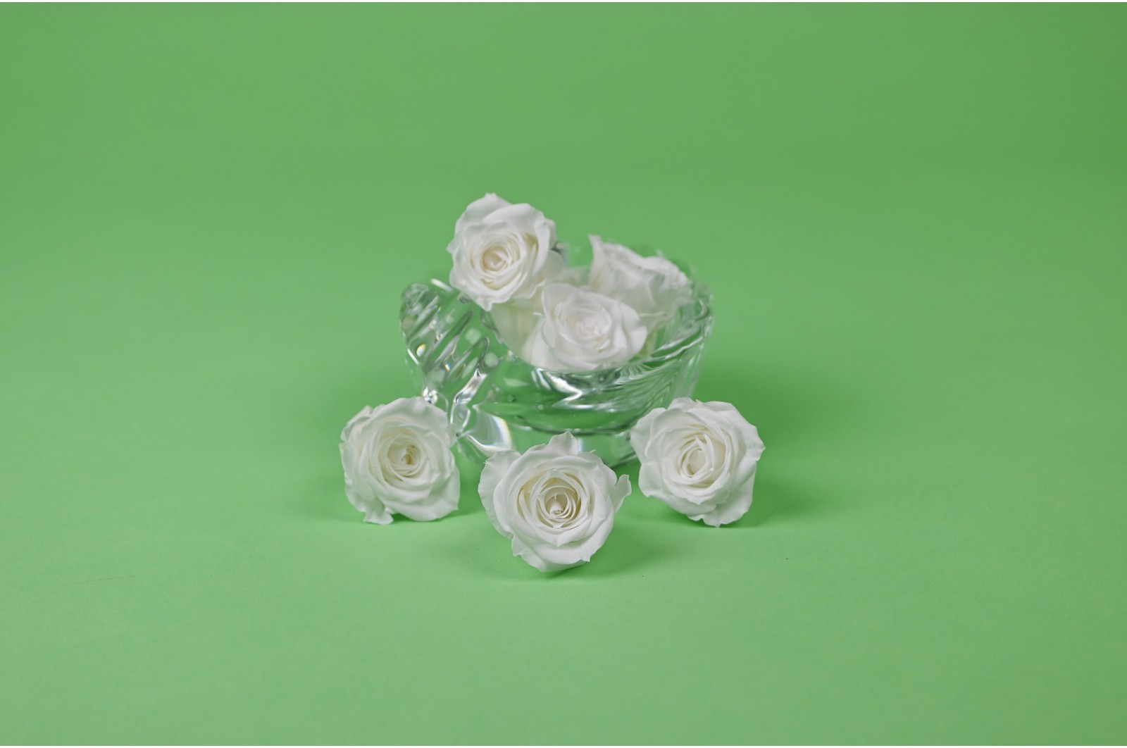 preserved-izumi-rose-30