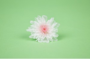 chrysantheme-japonais-stabilise-30