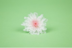 preserved-japanese-chrysanthemum-30