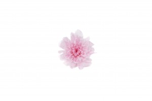 preserved-japanese-chrysanthemum-30