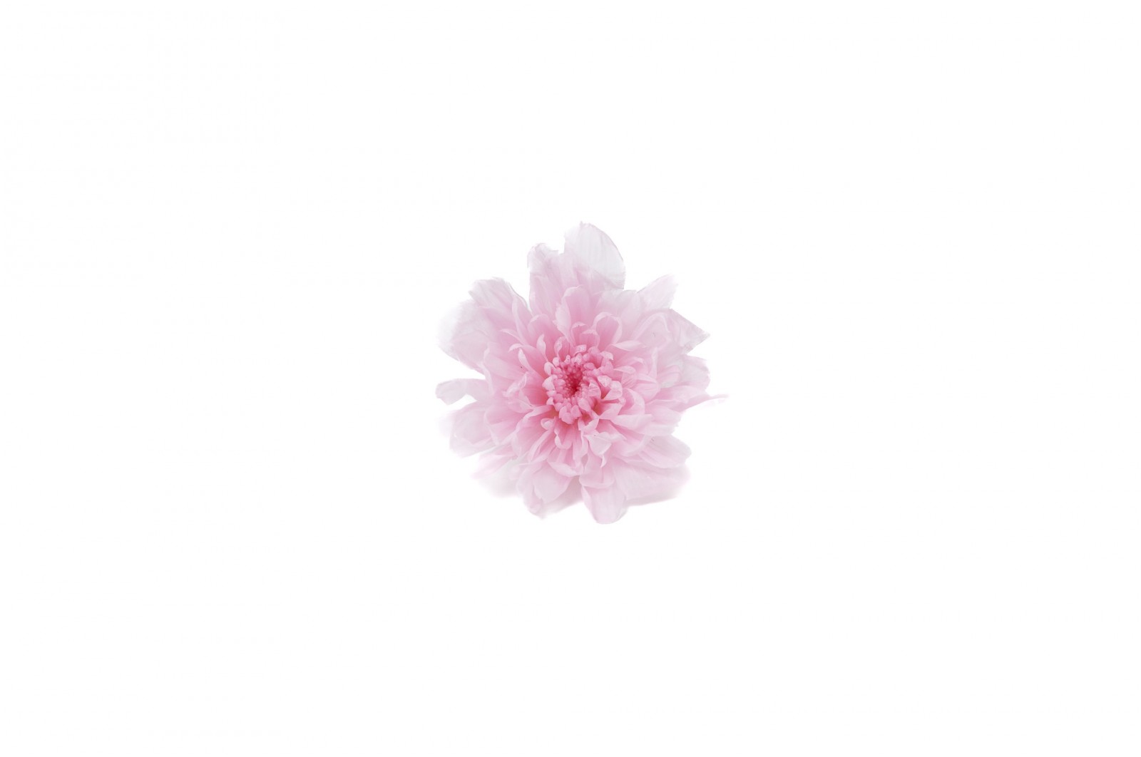 chrysantheme-japonais-stabilise-30