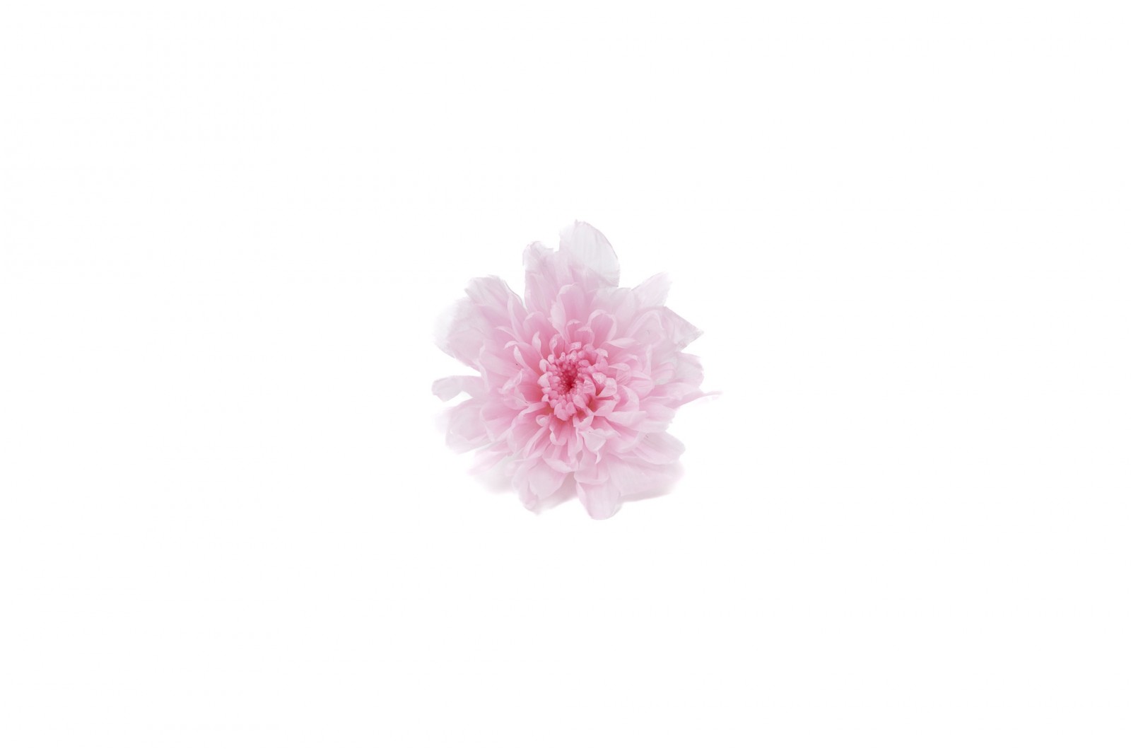 preserved-japanese-chrysanthemum-30