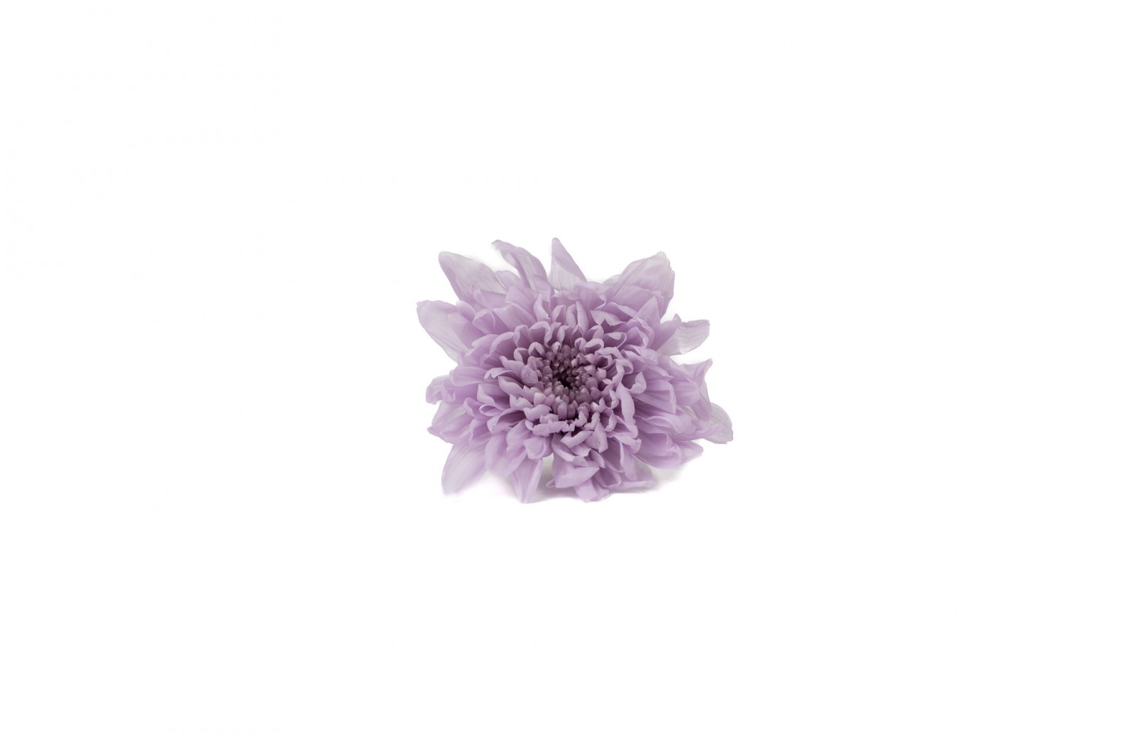 chrysantheme-japonais-stabilise-30