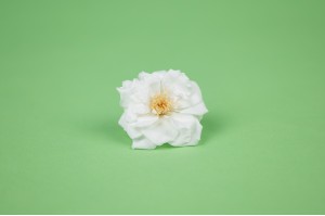 heckenrose-stabilisiert-30.