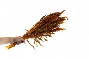 preserved-amaranthus-on-stem-8.
