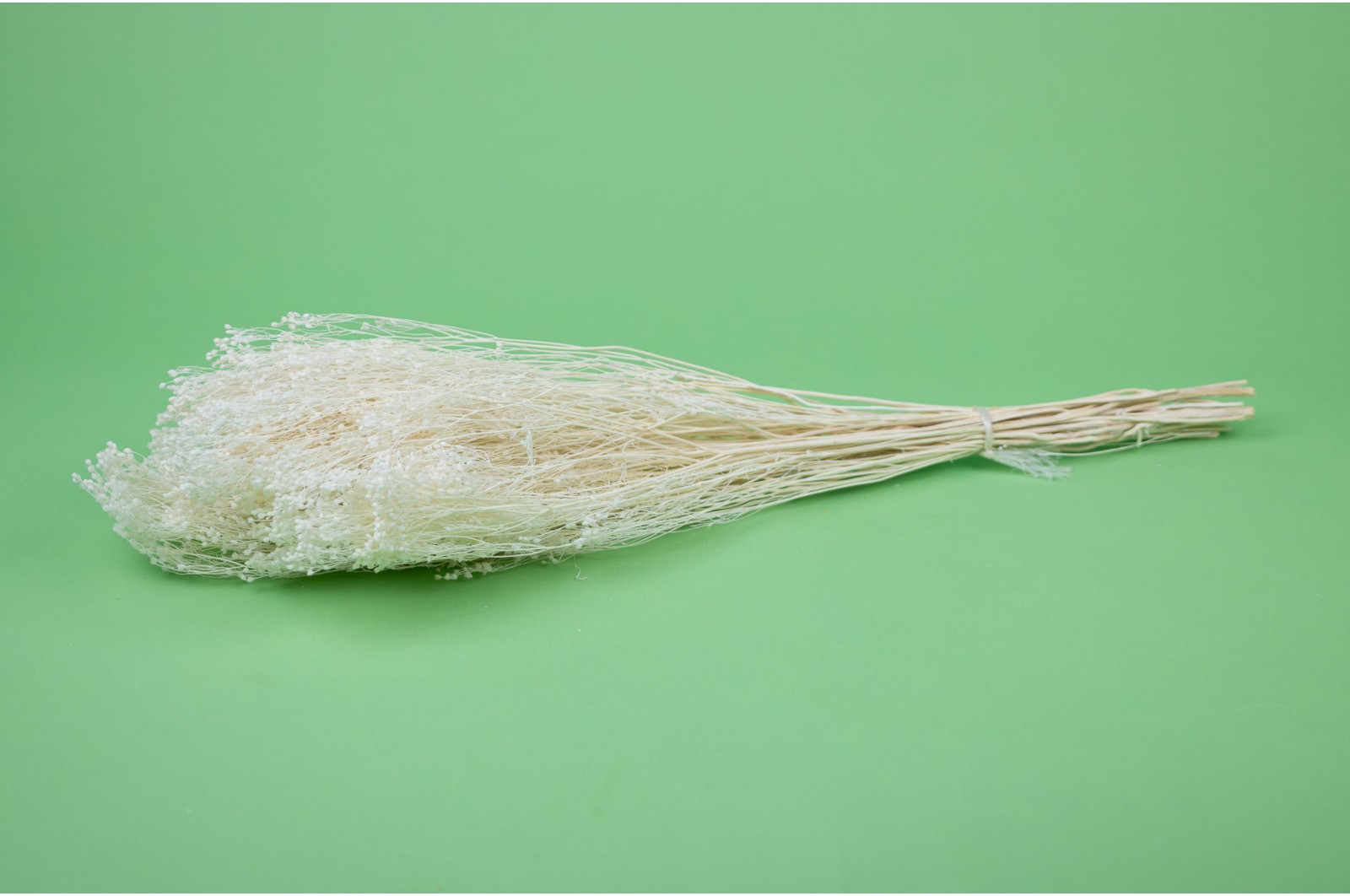 PHOCEALYS │Broom bloom sec│vente aux pros│Grossiste en fleurs séchées