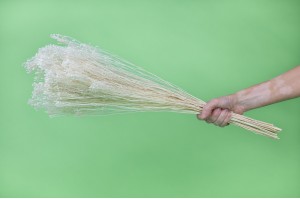 dried-broom-bloom-12.