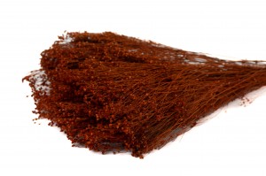 dried-broom-bloom-12.