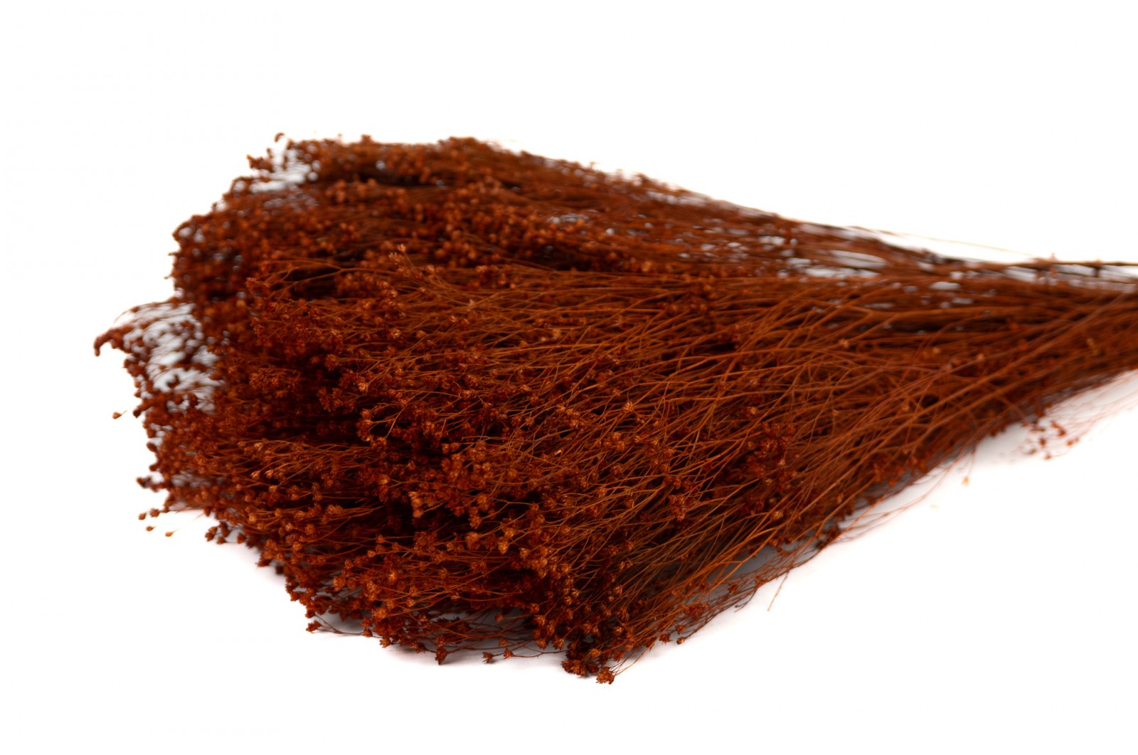 dried-broom-bloom-12