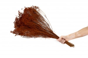 dried-broom-bloom-12.