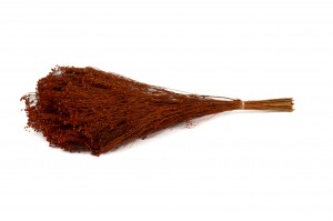 broom-bloom-sec-12.