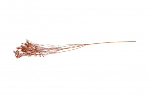 dried-broom-bloom-12.