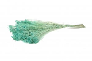 dried-broom-bloom-12.