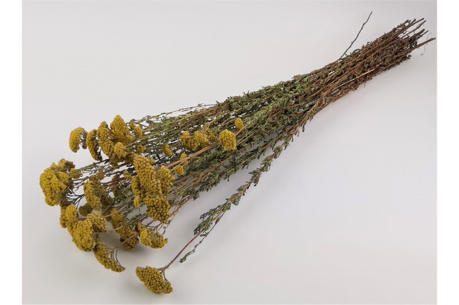 Dried achillea Sylvestre natural (8) dried-achillea-sylvestre-natural