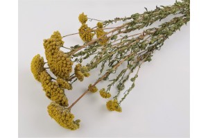 dried-achillea-sylvestre-natural.