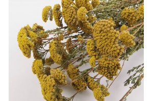 dried-achillea-sylvestre-natural.