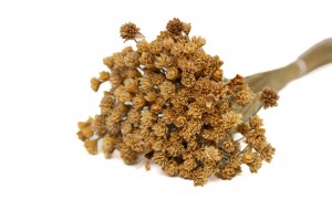 dried-hill-flower-12.