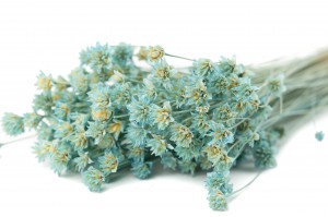 dried-hill-flower-12