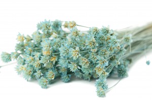 dried-hill-flower-12.