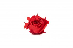 bouton-de-rose-stabilise-30.