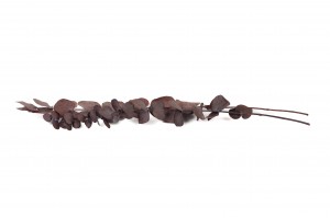 preserved-eucalyptus-cinerea-35.