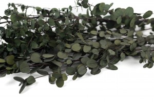 preserved-eucalyptus-gunni-35