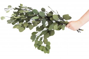 stabilisierte-eukalyptus-gruen-11.