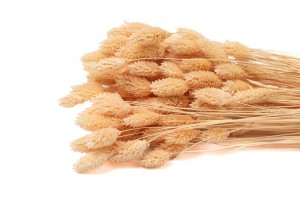 dried-phalaris-20.