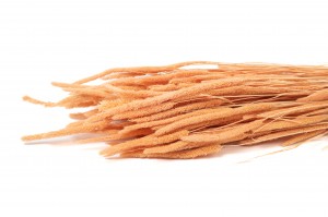 dried-phleum-20