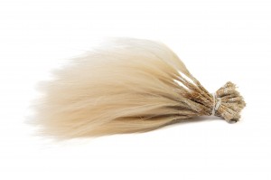 dried-stipa-pennata-natural-18.