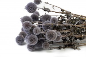 dried-thistle-29.