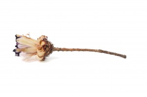 dried-nerifolia-protea-flower-29.