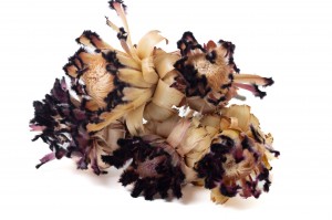 dried-nerifolia-protea-flower-29