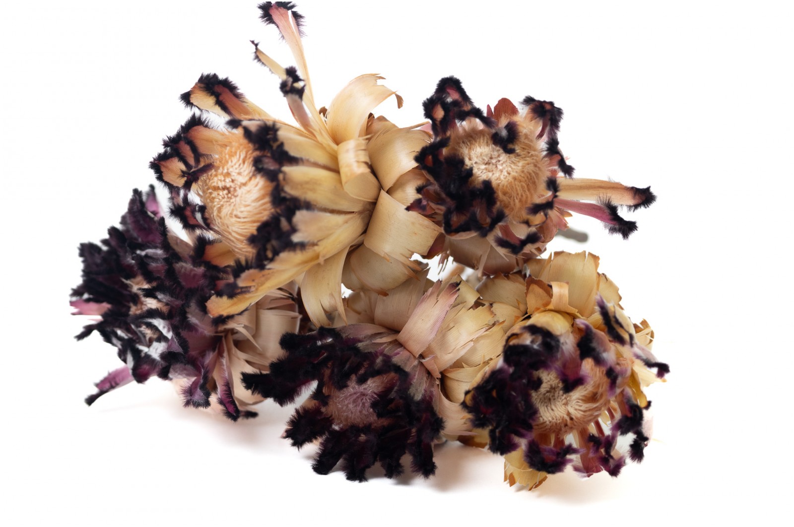 dried-nerifolia-protea-flower-29