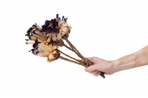 dried-nerifolia-protea-flower-29.