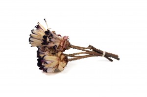 dried-nerifolia-protea-flower-29.