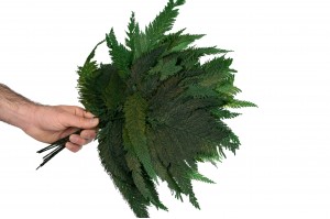 preserved-colombian-fern-13.