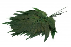 preserved-colombian-fern-13.